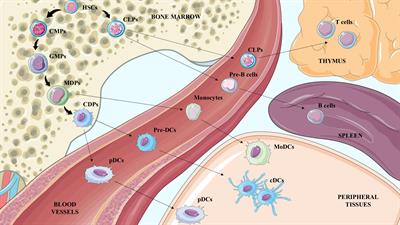 Crosstalk between dendritic cells and T lymphocytes during atherogenesis: Focus on antigen presentation and break of tolerance